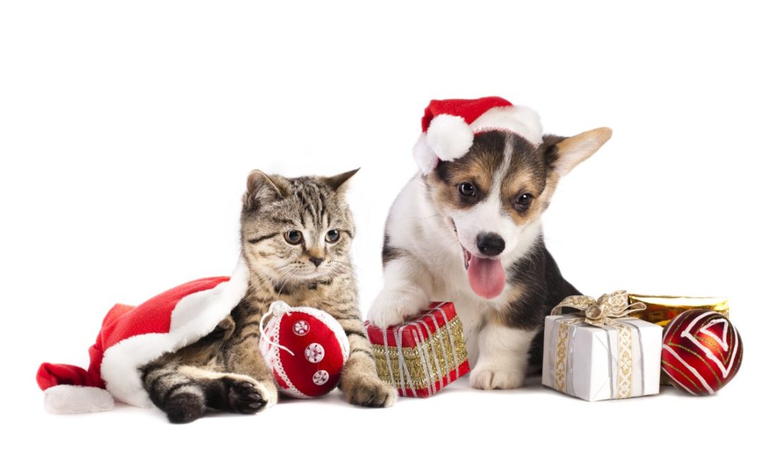 Holiday Pet Safety Tips