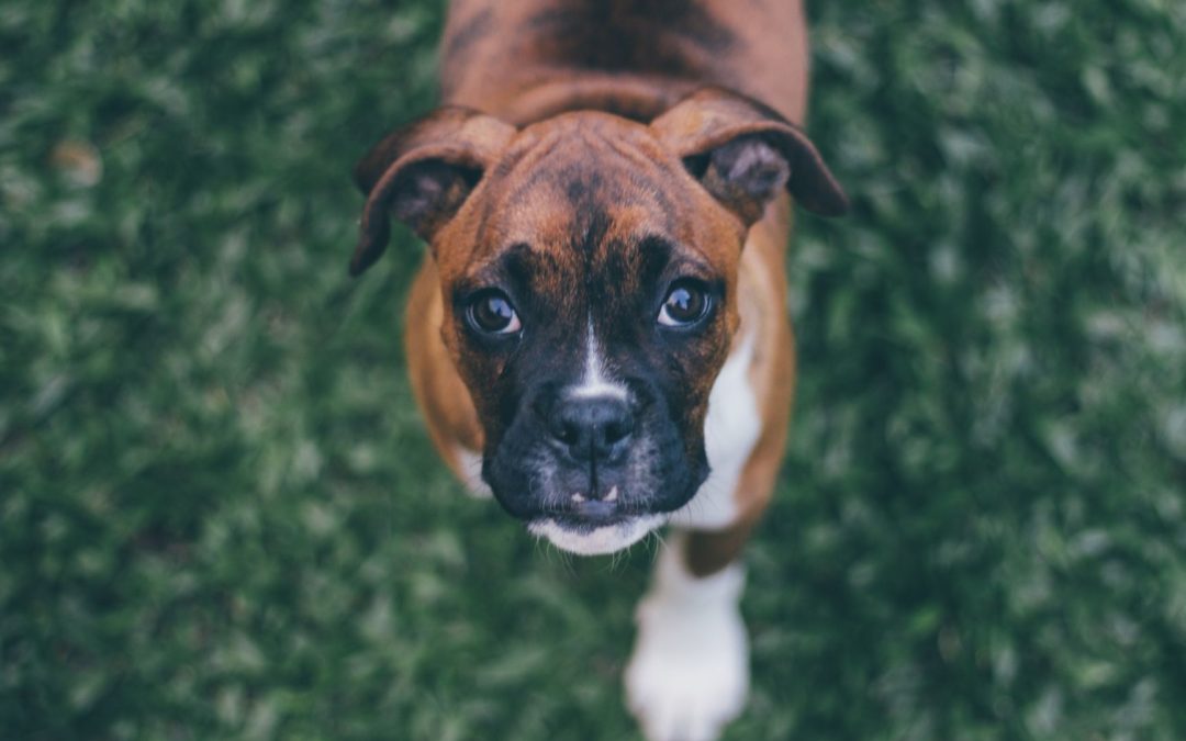 Walking Your Dog in the Messy Conditions of Spring