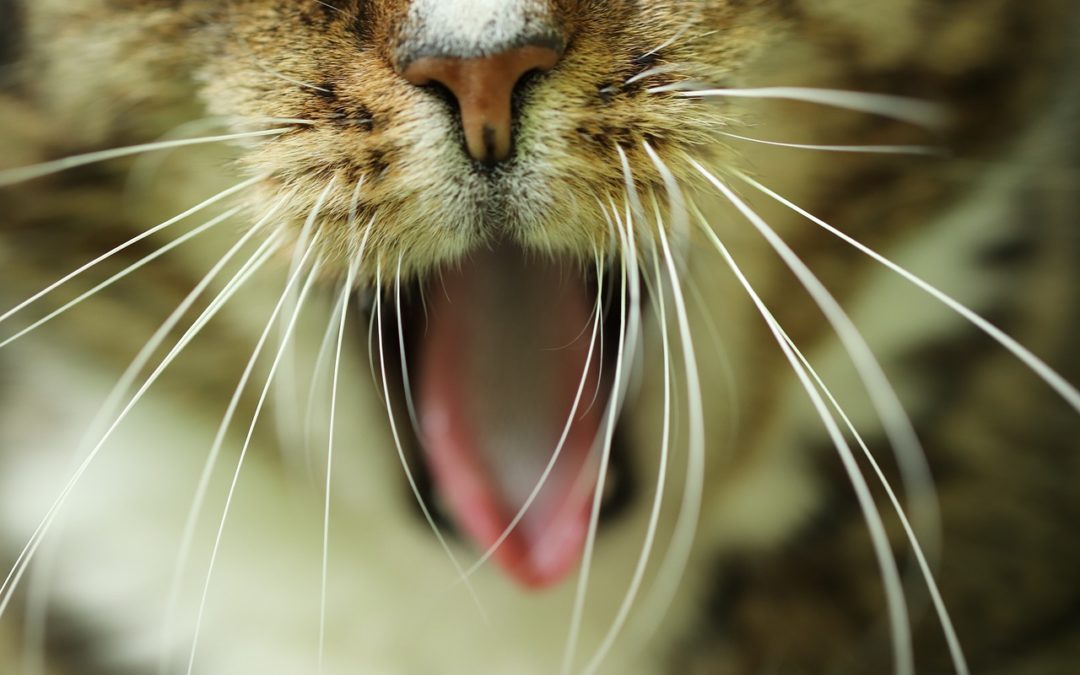 What are Feline Odontoclastic Resorptive Lesions?