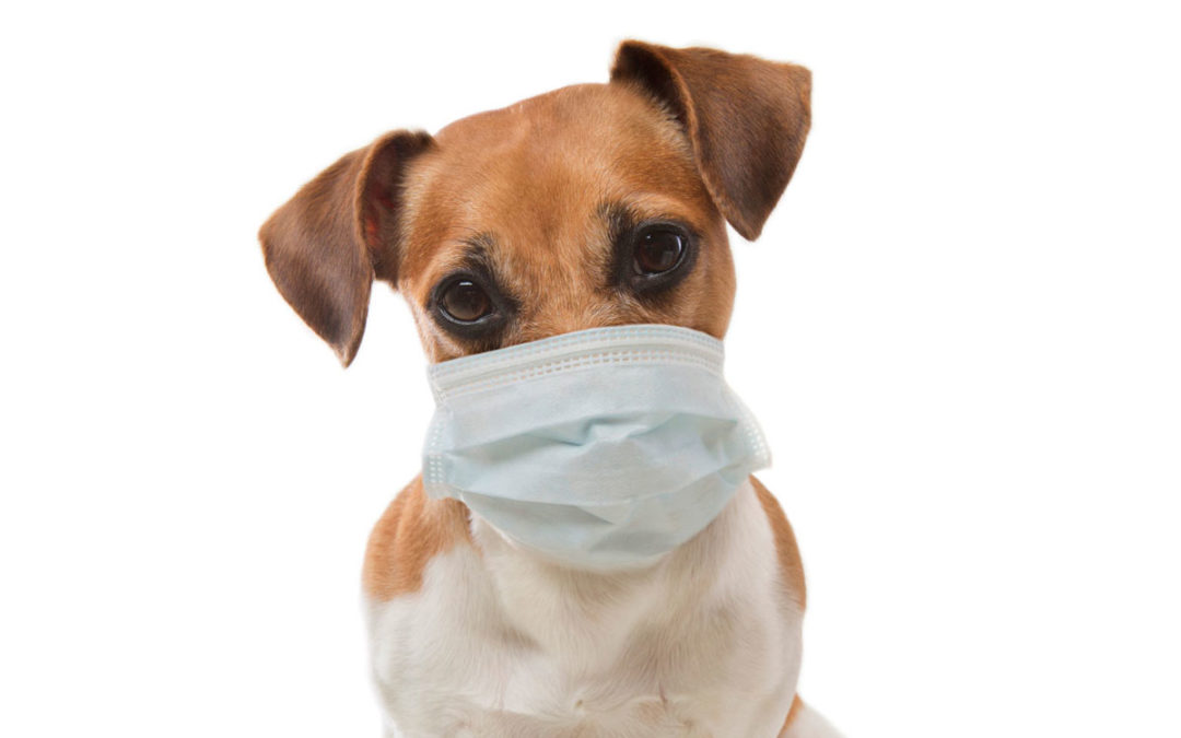 Animal Emergency Hospital Coronavirus Information