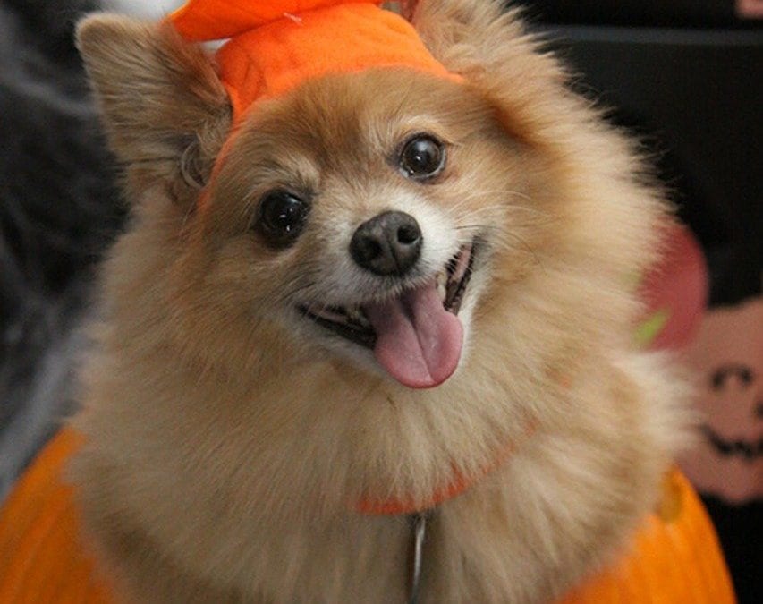 Halloween Safety Tips for your Pets