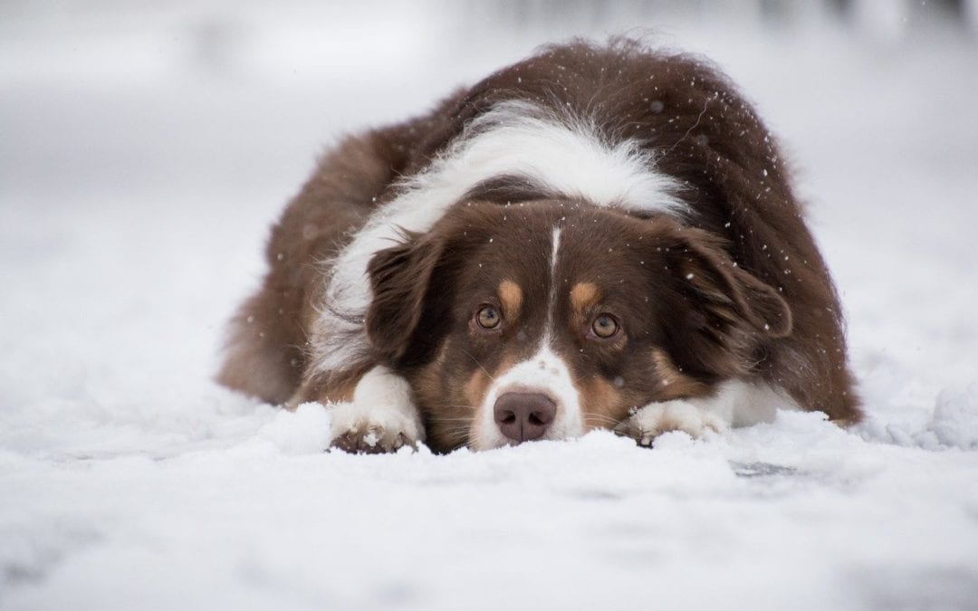 Snow and Cold Weather Protection for Cats and Dogs