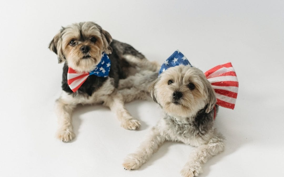 A Pet-Friendly Fourth of July