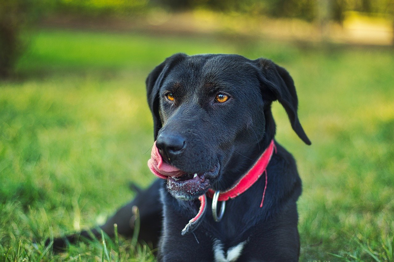 why-your-dog-licks-their-paws-animal-emergency-hospital