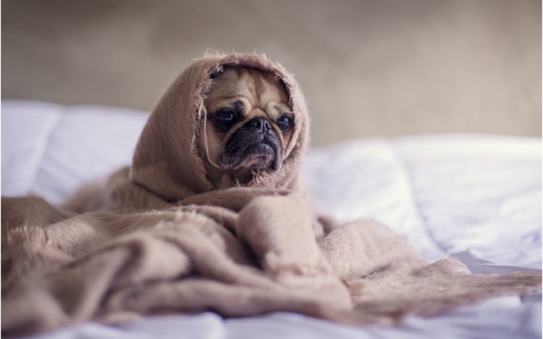 Keeping Your Senior Pet Comfortable in Cold Weather