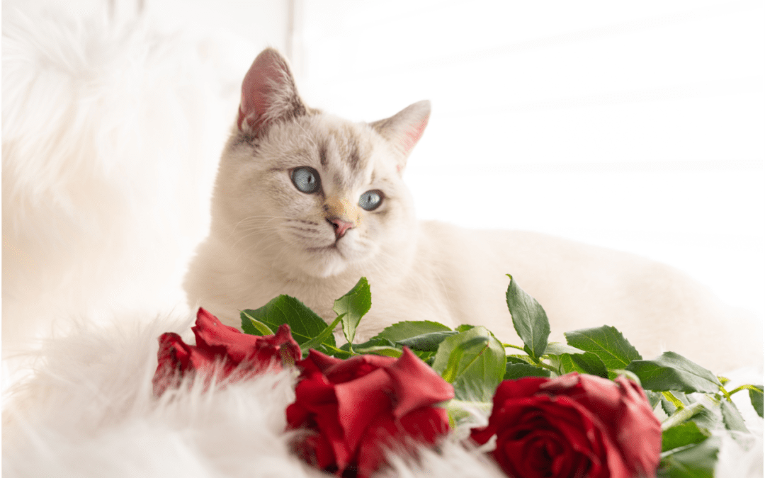 Show Love Your Pet on Valentine’s Day