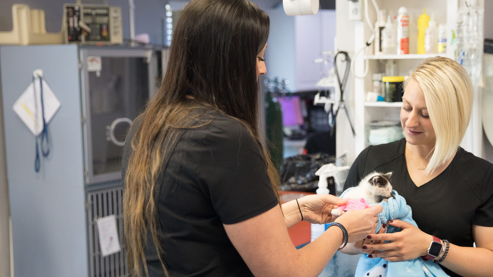 Animal Emergency Hospital in Burton, MI Emergency Vet Near You