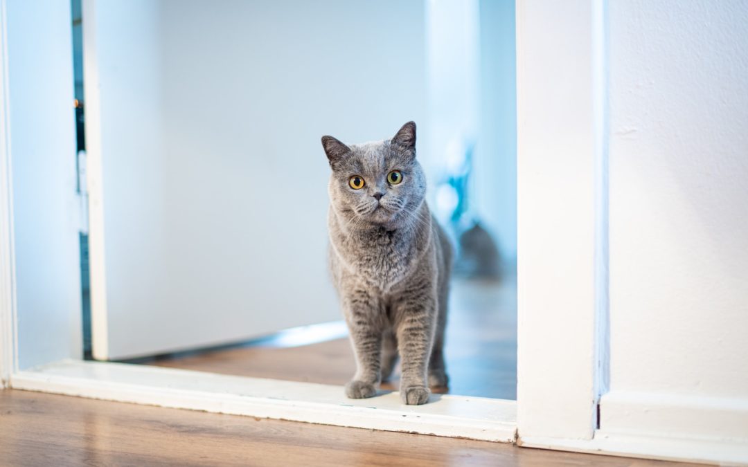Grey cat standing in doorway looking curious