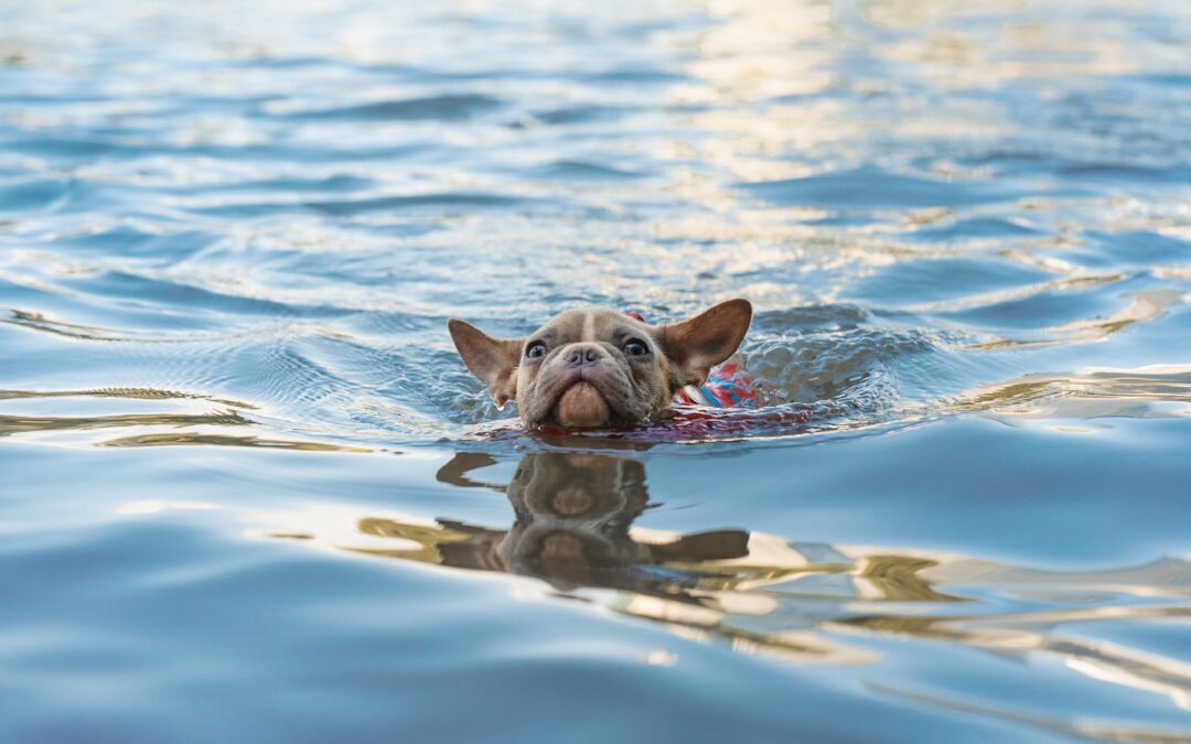 Enhancing Pet Safety during Swimming: Five Essential Tips