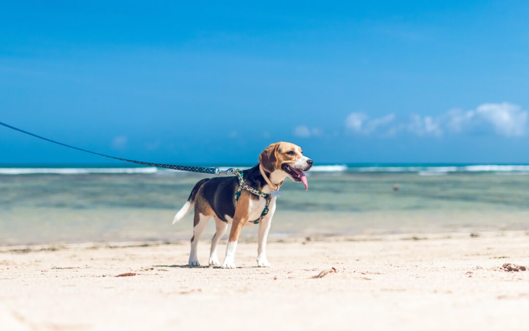 5 Crucial Steps to Safeguard Your Beloved Pet’s Well-being in the Summer Heat – Insights from Animal Emergency Hospital