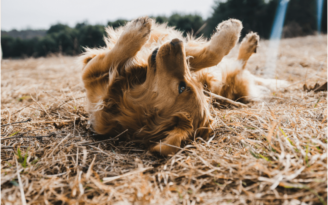 Recognizing Spring Allergy Symptoms in Pets