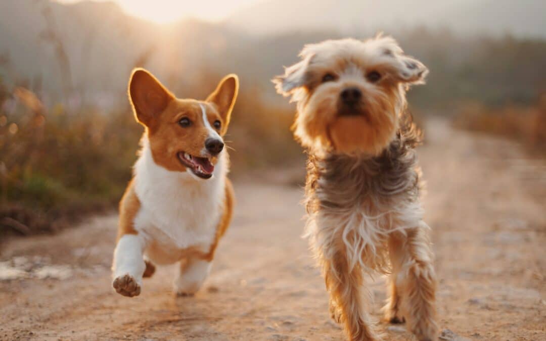 May is Lyme Disease Awareness Month: Keep Your Pet Tick-Free