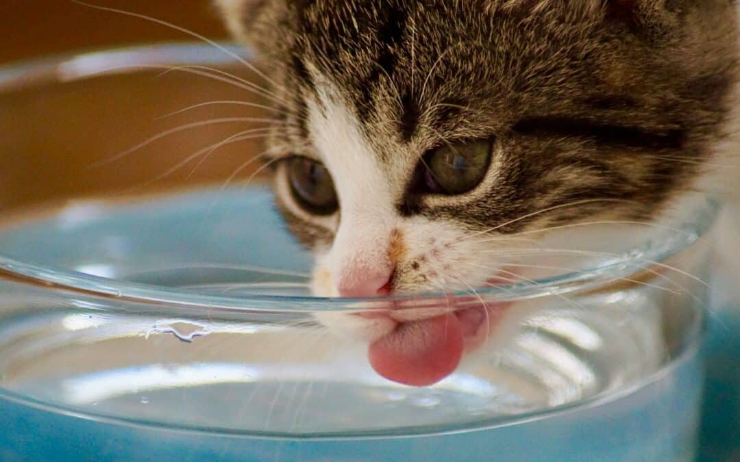 Veterinary Advice: Spotting and Preventing Pet Dehydration This Summer